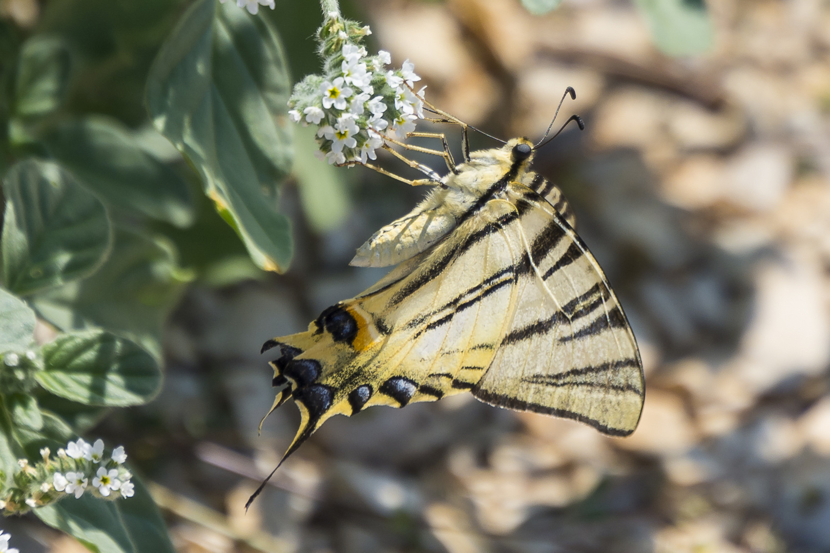 Schmetterling mit Täuschungsversuch 