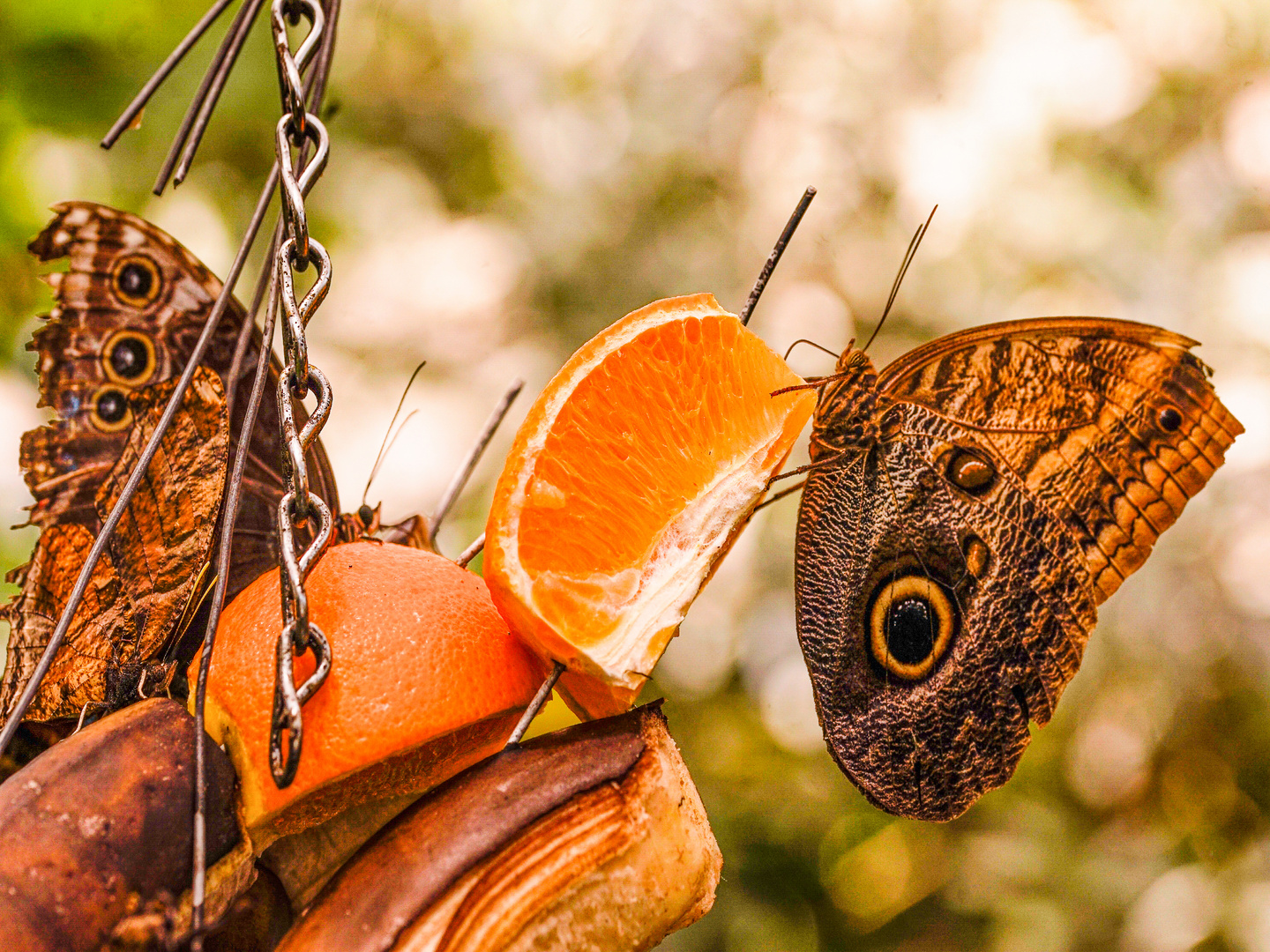 Schmetterling mit Tarnung