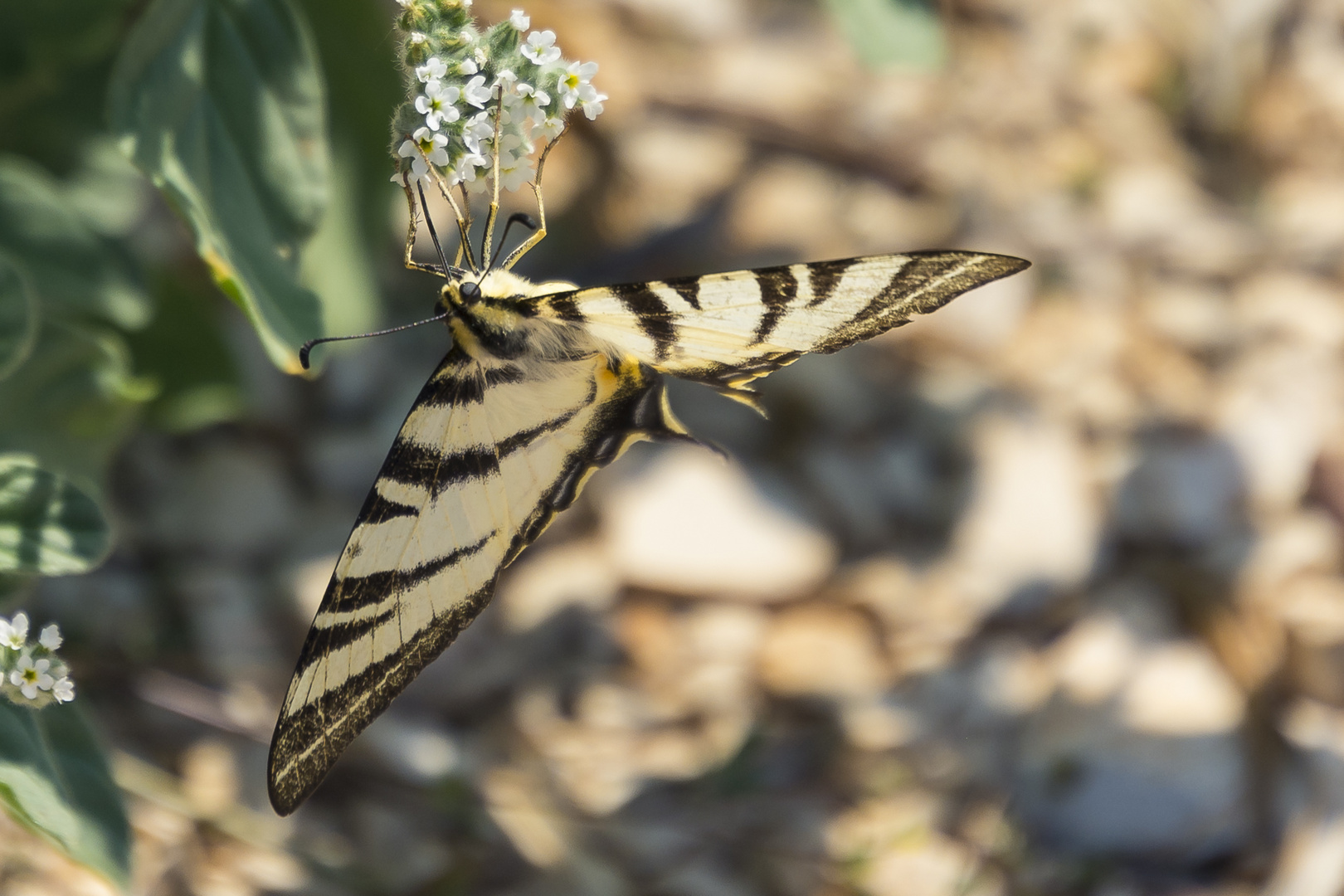 Schmetterling mit Tarnung