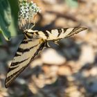 Schmetterling mit Tarnung