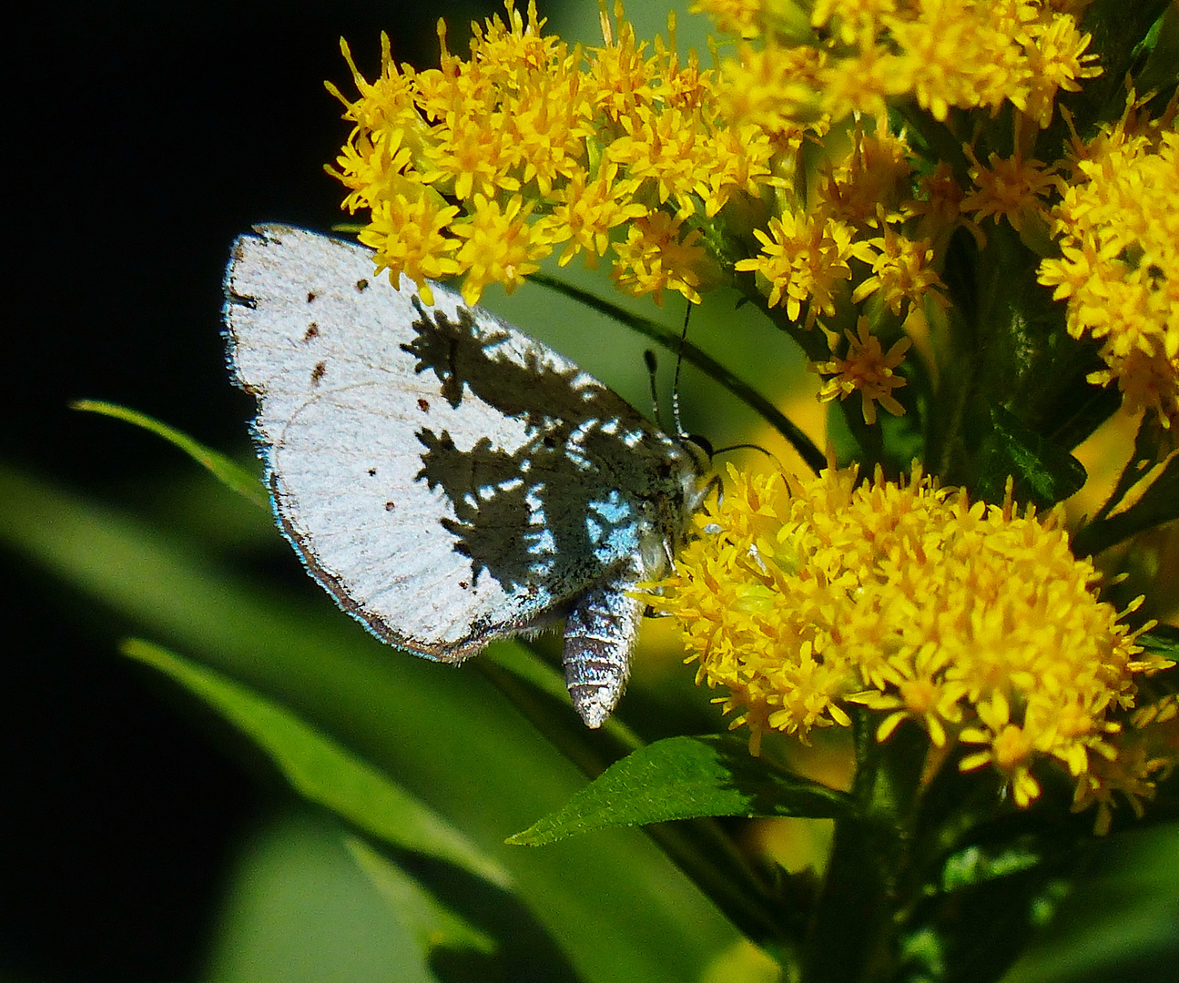 Schmetterling mit Tatoo