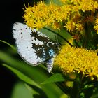 Schmetterling mit Tatoo