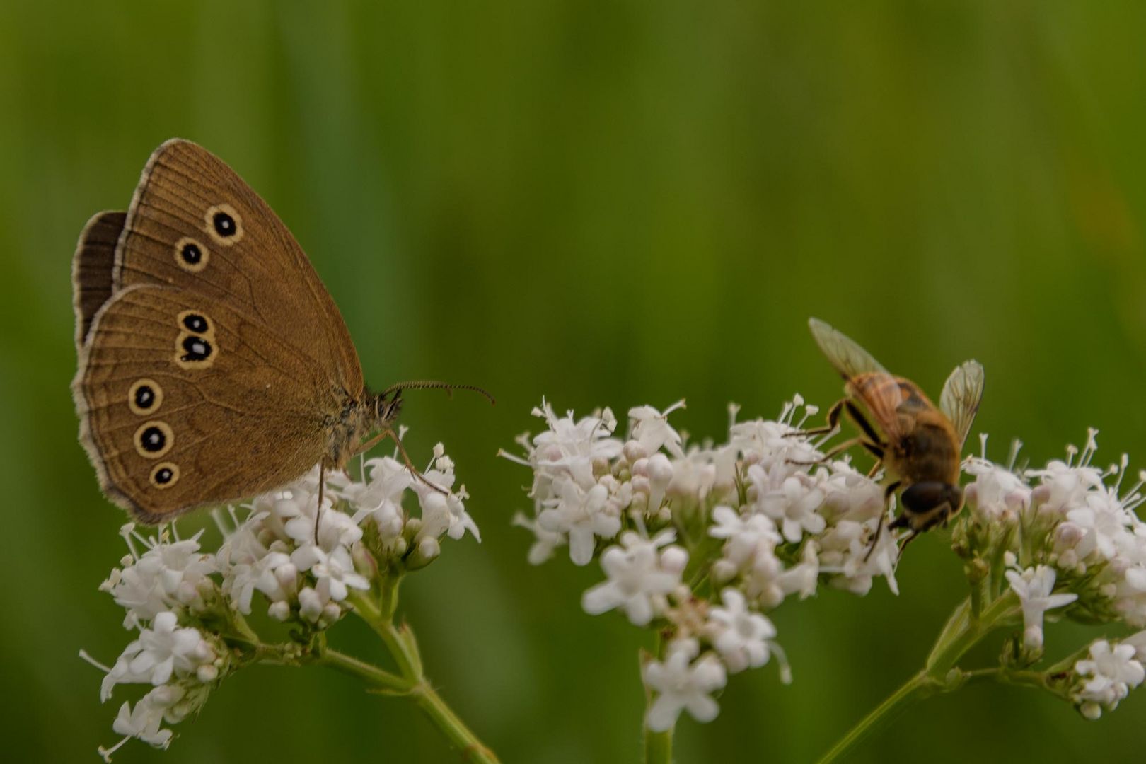 Schmetterling mit vielen Punkten auf Partnersuche