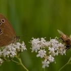 Schmetterling mit vielen Punkten auf Partnersuche