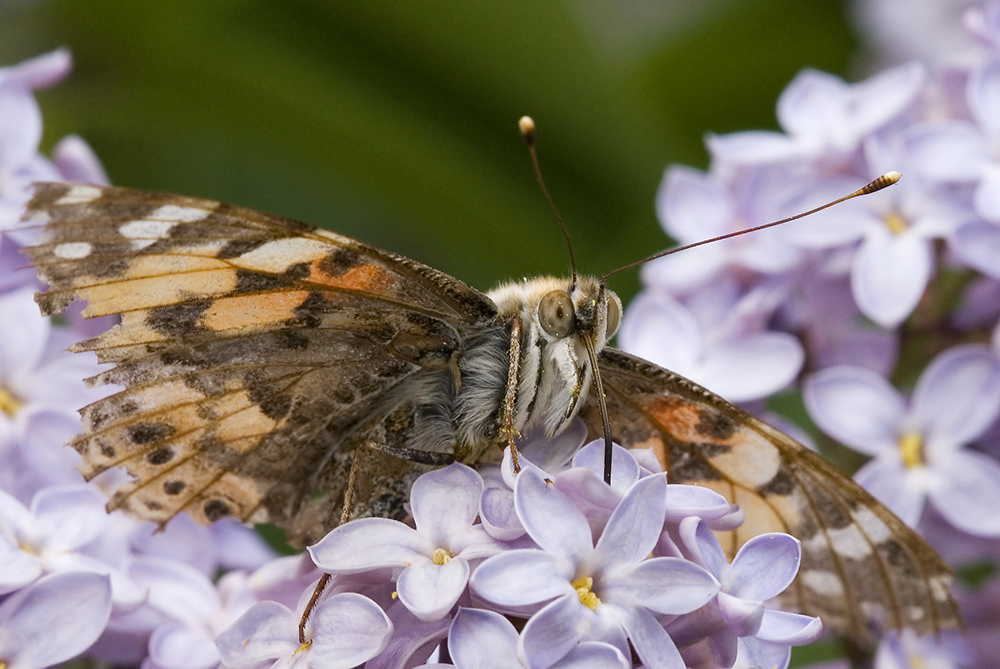 Schmetterling mit Vollbart