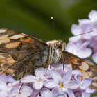 Schmetterling mit Vollbart