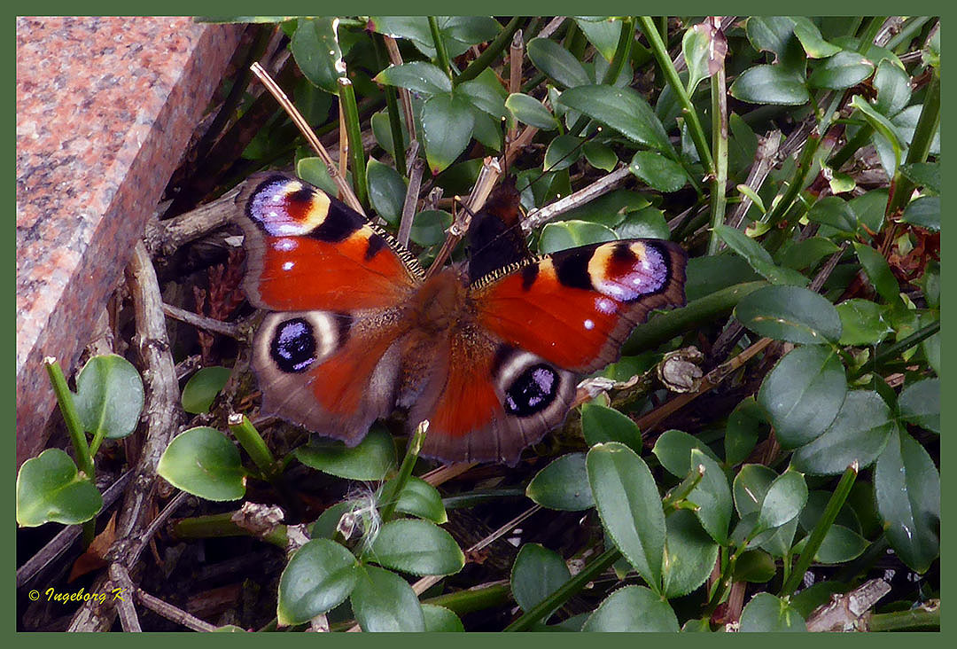 Schmetterling mit ......? Wer weiß, was das ist?