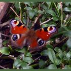 Schmetterling mit ......? Wer weiß, was das ist?