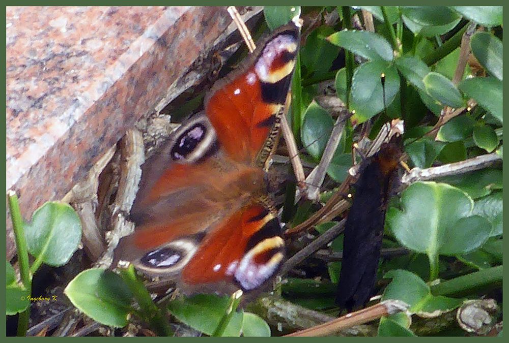 Schmetterling mit ...... ? Wer weiß was das ist? Der konnte plötzlich fliegen.