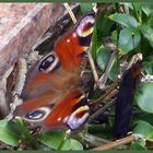 Schmetterling mit ...... ? Wer weiß was das ist? Der konnte plötzlich fliegen.