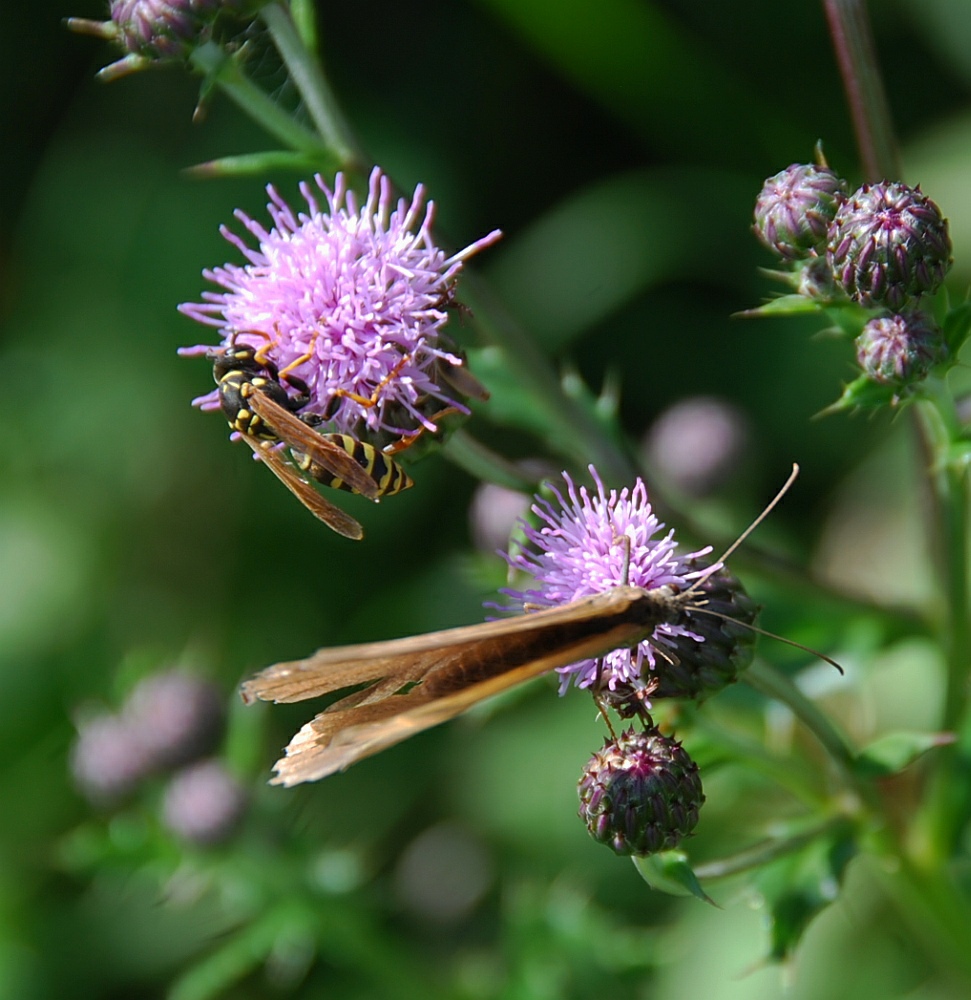 Schmetterling mit Wespe