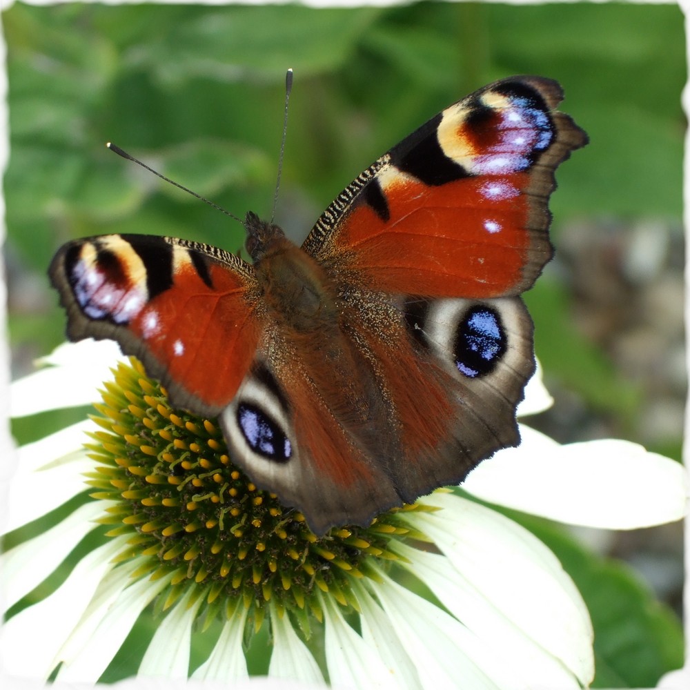 Schmetterling mit Winterfell :-)