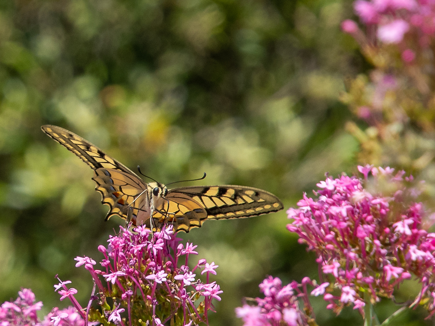 Schmetterling, möglicherweise ein Schwalbenschwanz