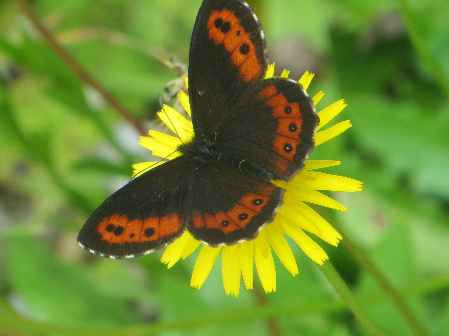 Schmetterling-Mohrenfalter?