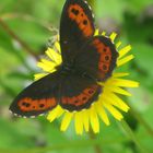 Schmetterling-Mohrenfalter?