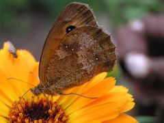 Schmetterling Mohrenfalter