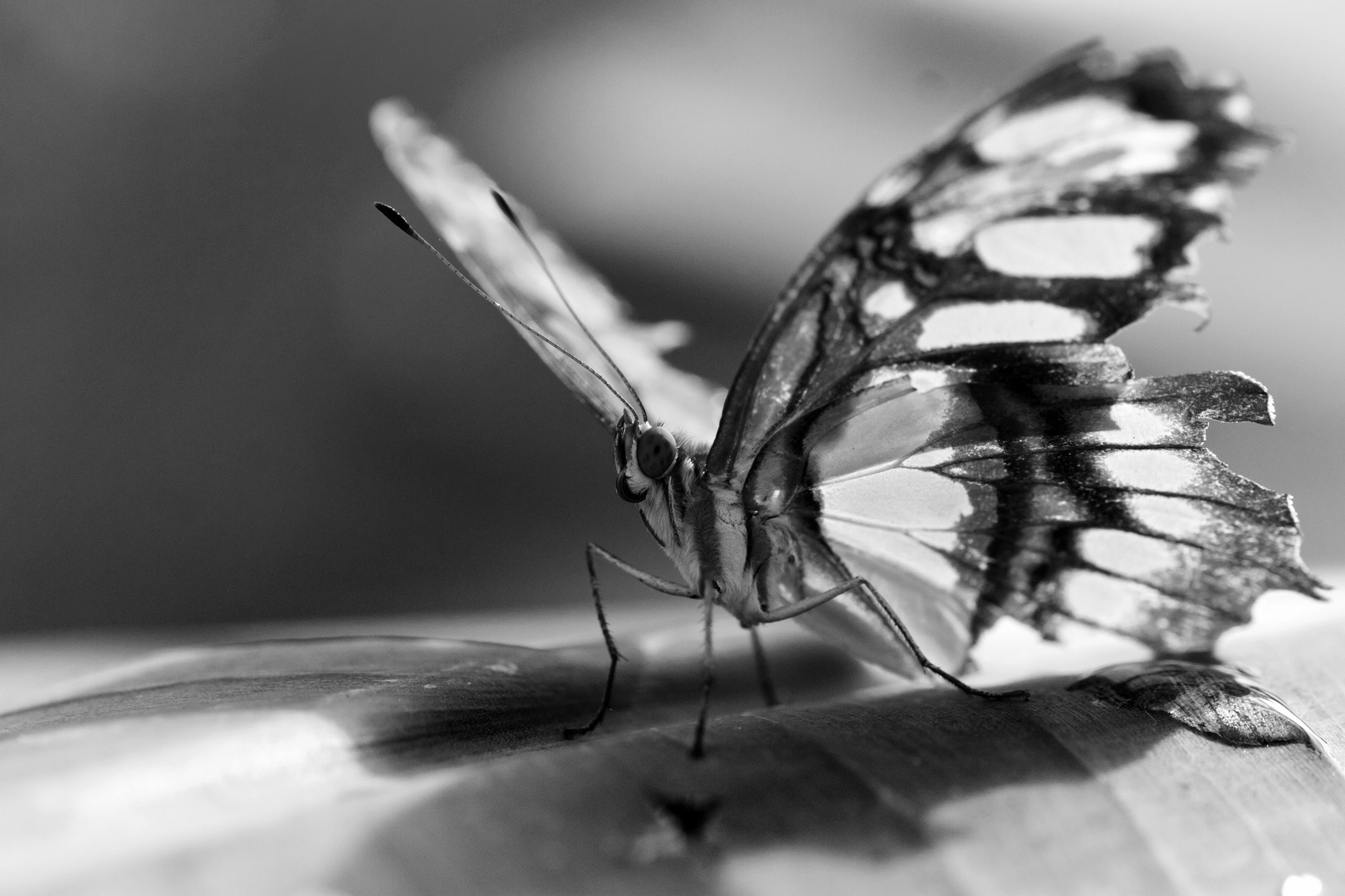 Schmetterling monochrom