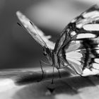 Schmetterling monochrom