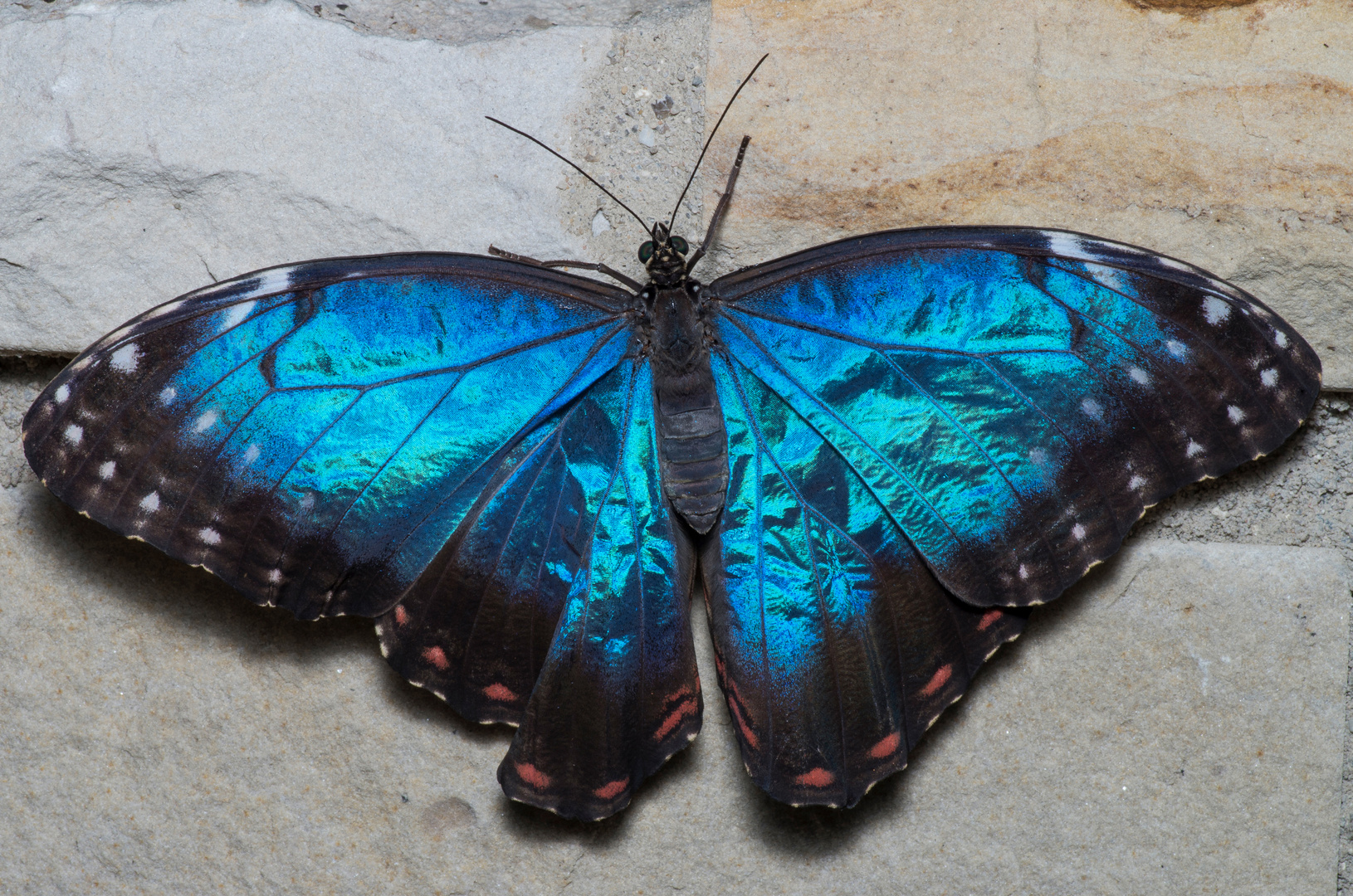 Schmetterling (Morphofalter)