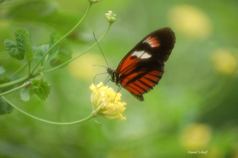 Schmetterling müsste man sein .....