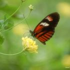 Schmetterling müsste man sein .....