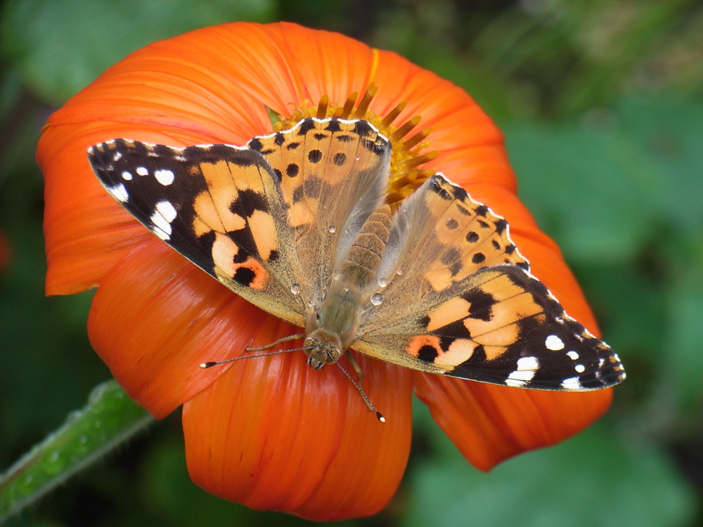 schmetterling nach regen