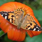 schmetterling nach regen