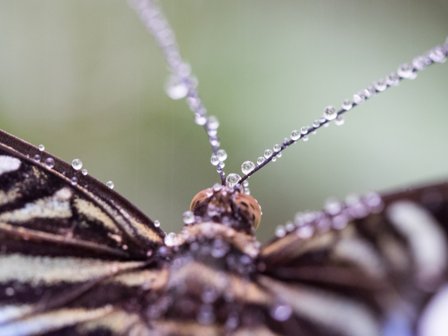 Schmetterling nach Regendusche