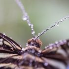 Schmetterling nach Regendusche