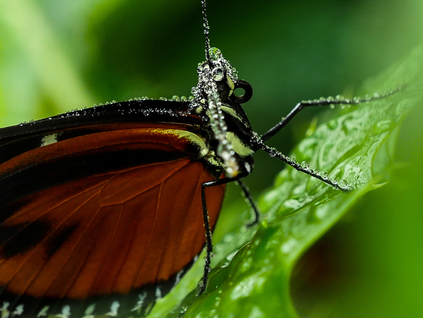 Schmetterling nach Wassernebel