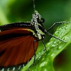 Schmetterling nach Wassernebel