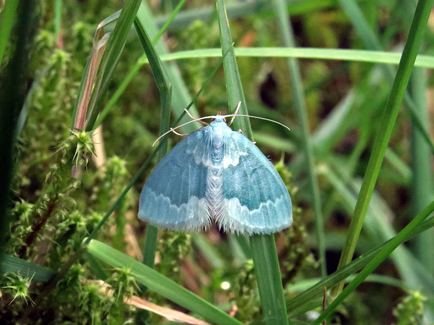 Schmetterling / Nachtfalter ?