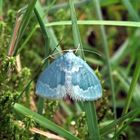 Schmetterling / Nachtfalter ?