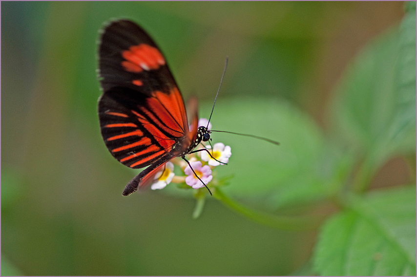 Schmetterling - Name mir unbekannt