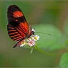 Schmetterling - Name mir unbekannt