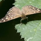 Schmetterling Name Unbekannt