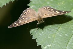 Schmetterling Name Unbekannt