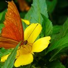 Schmetterling nascht Blütennektar