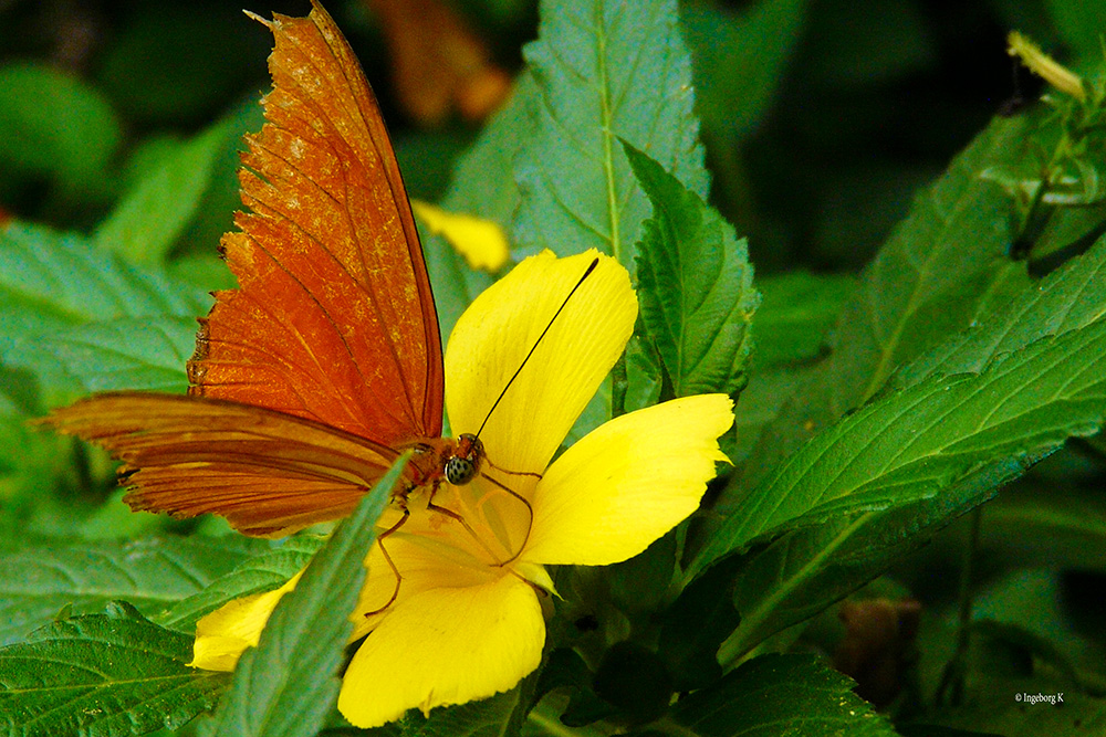 Schmetterling nascht Blütennektar