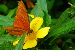 Schmetterling nascht Blütennektar