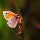 Schmetterling = NatureCompany 