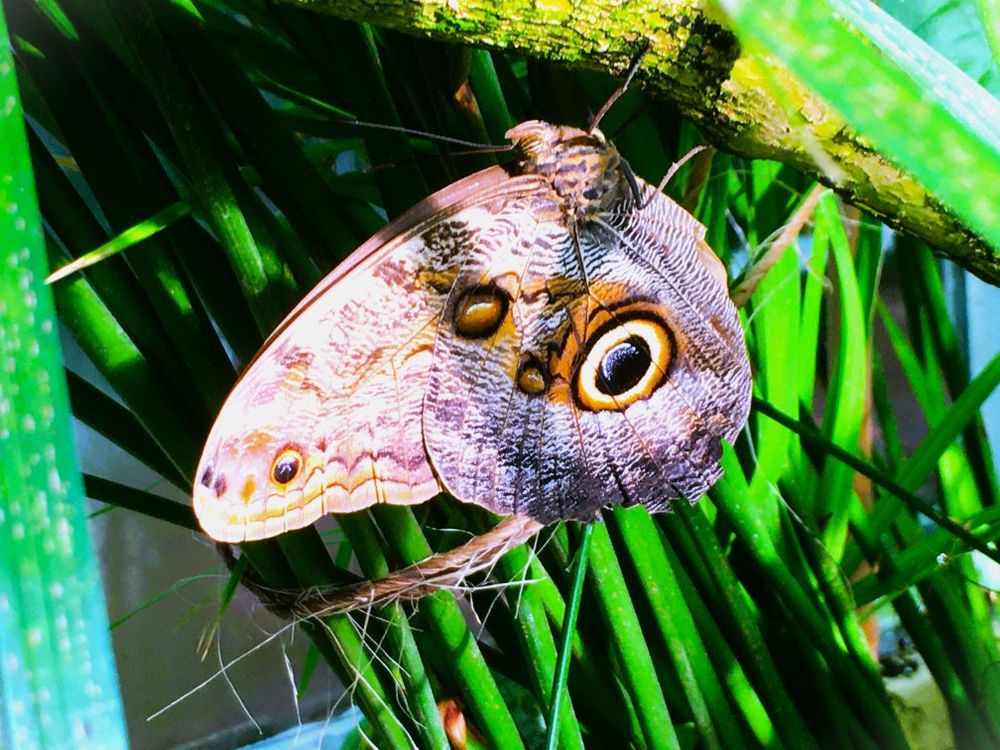 Schmetterling neu