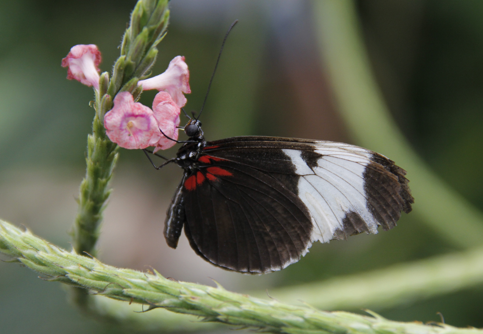 Schmetterling ( no name )