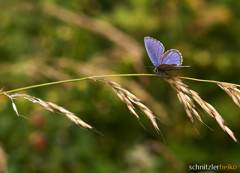 Schmetterling No.1