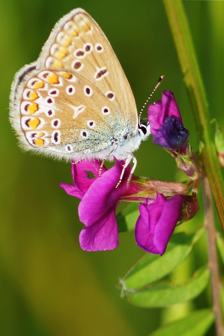 Schmetterling No.12