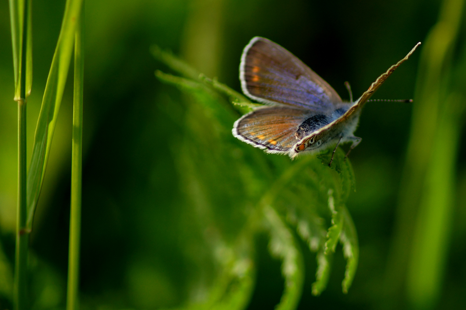 Schmetterling No.18