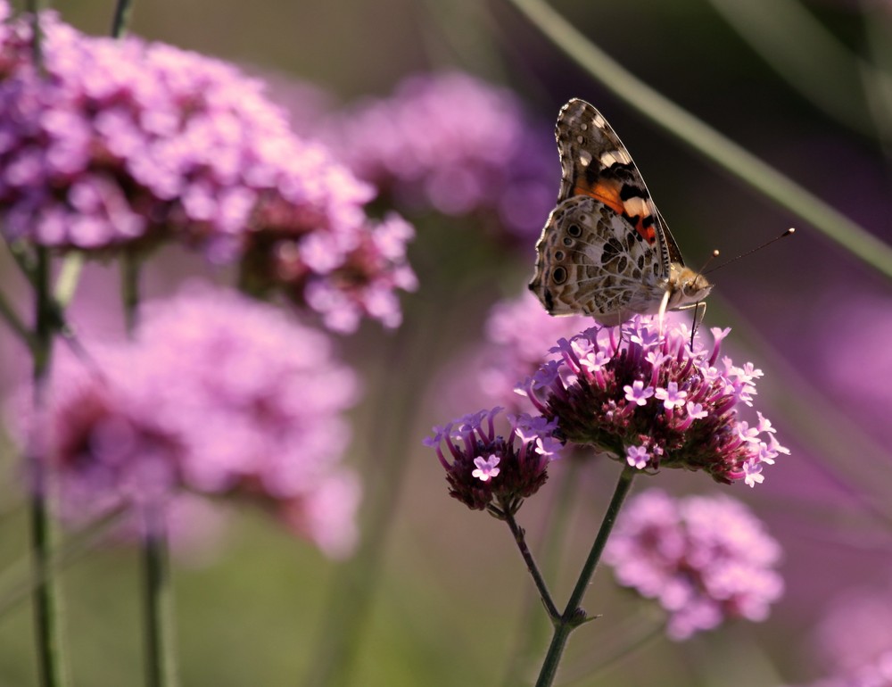 Schmetterling No.2