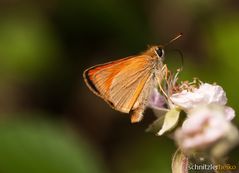 Schmetterling No.2