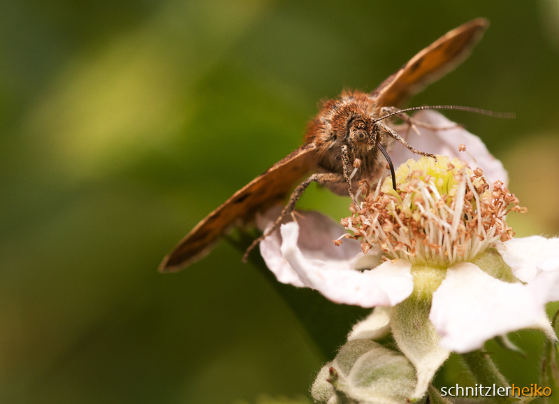 Schmetterling No.3