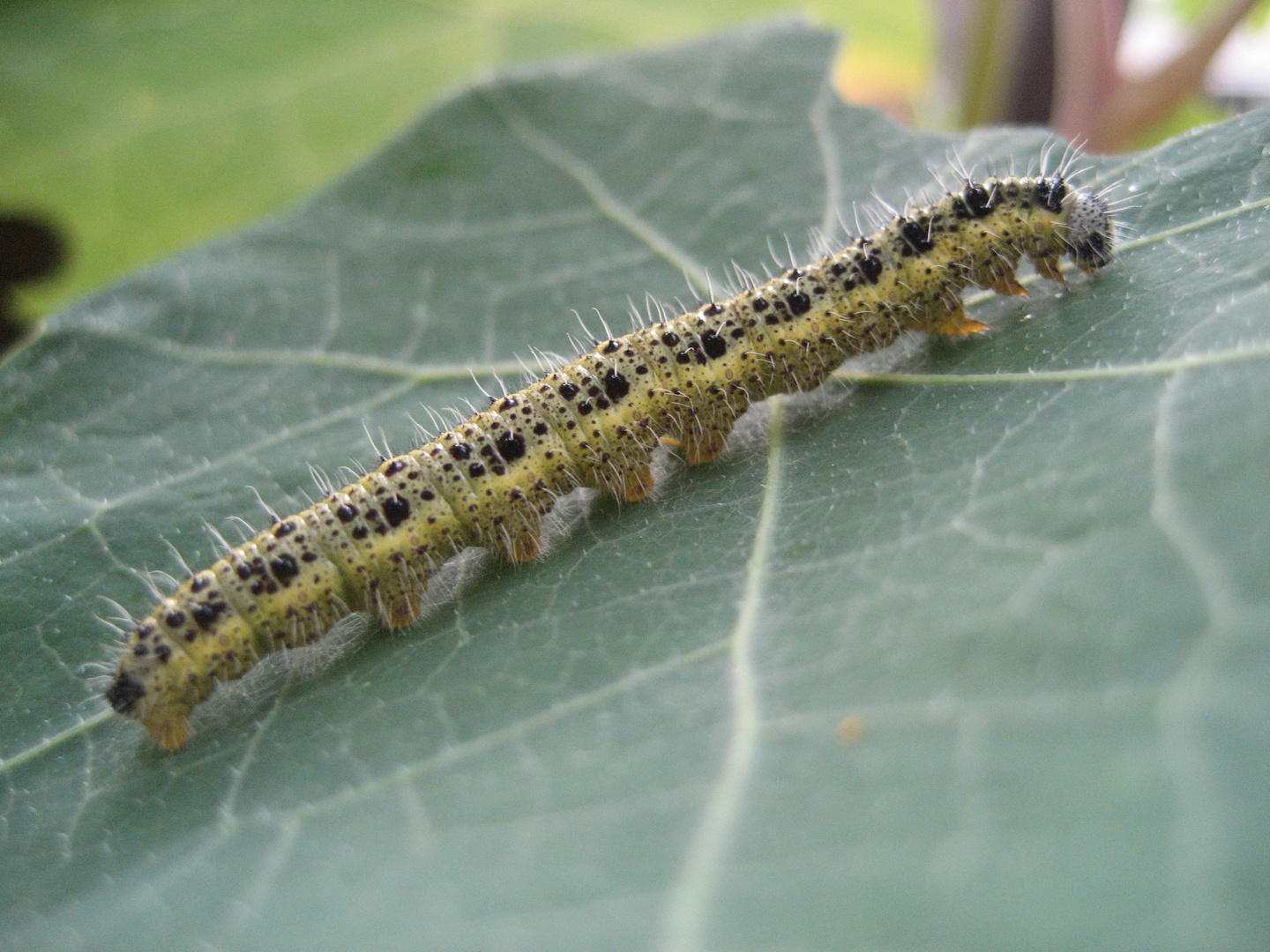 Schmetterling noch klein :)